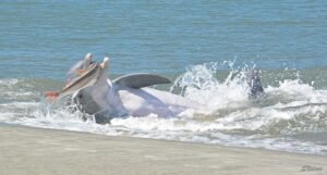 kiawah-dolphin-CREDIT-S-Nelson-300x161.jpg
