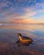 sea turtle sunset si island eye news.jpg