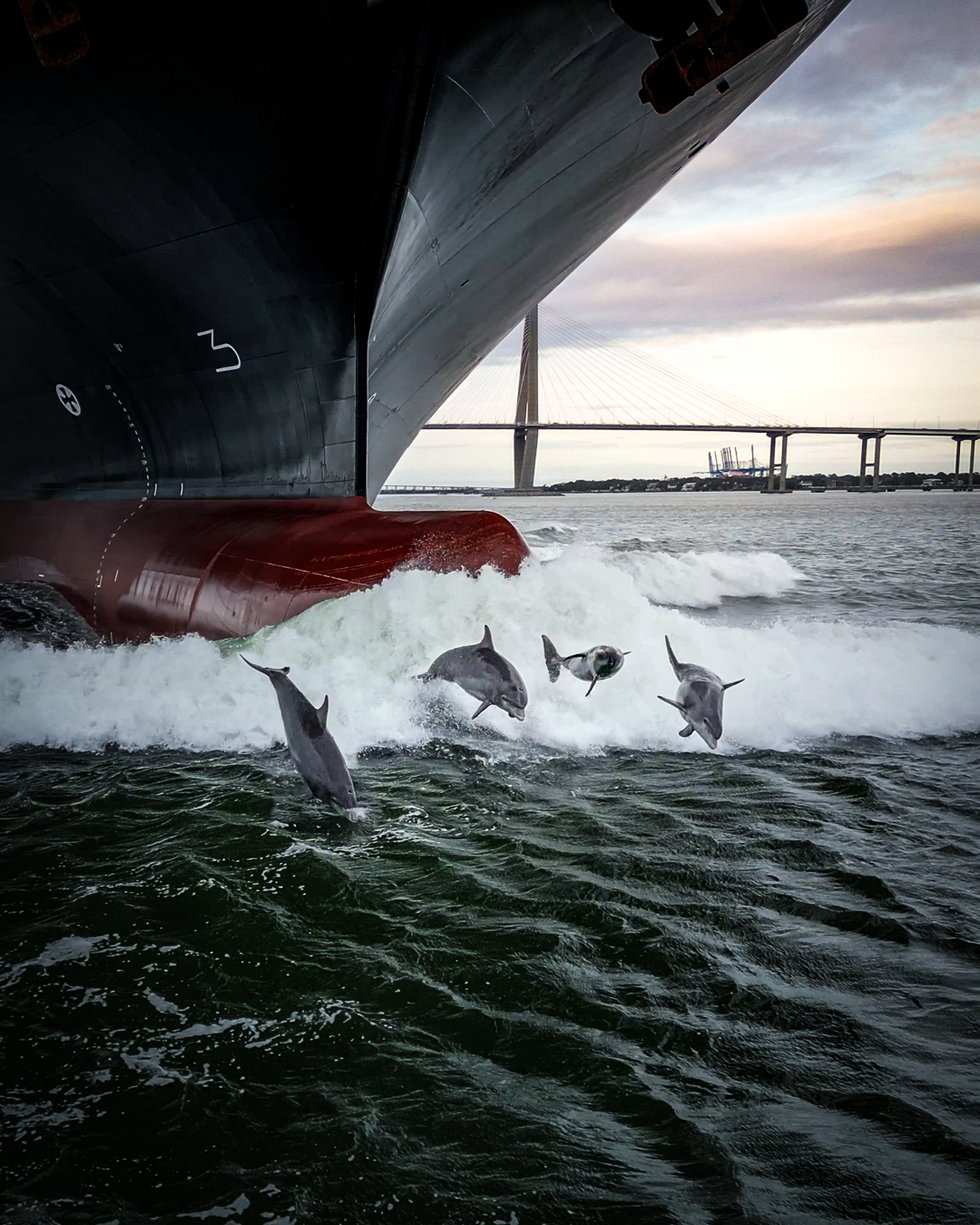 eye capture island eye news dolphins container ship.JPG