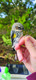 x-myrtle warbler 2 adult male feb 2023 copy.jpg