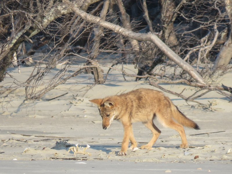 coyote on beach with crab.jpg