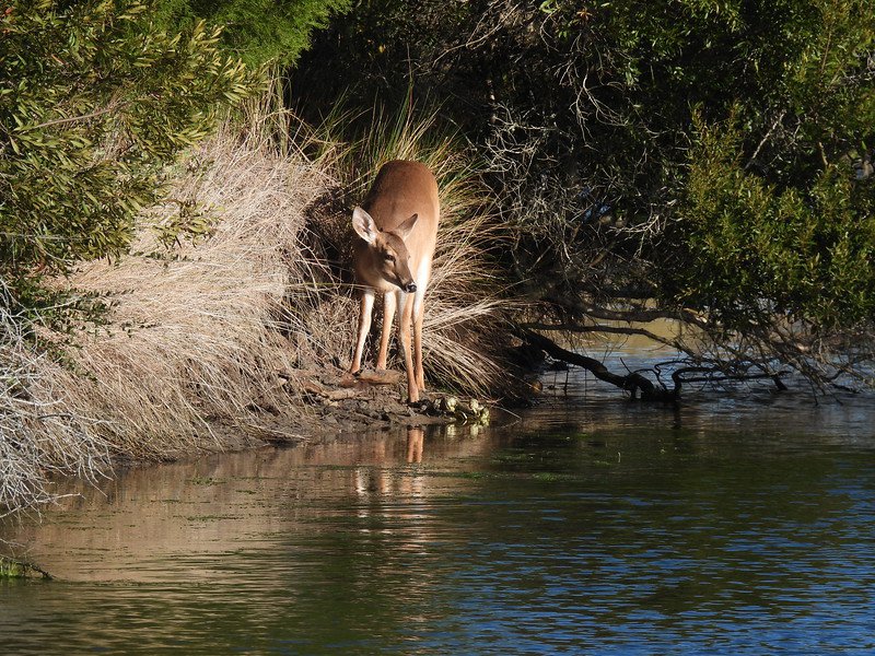 deer at water.jpg