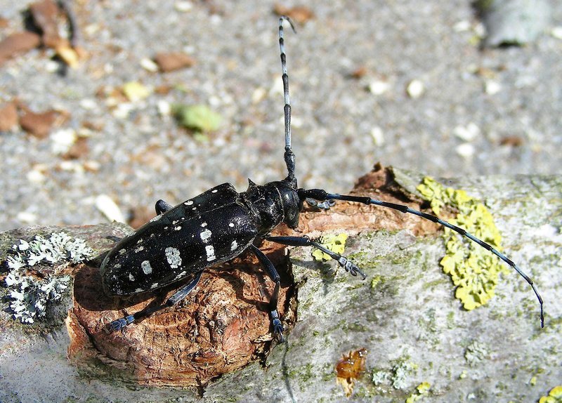asian longhorn beetle.jpg