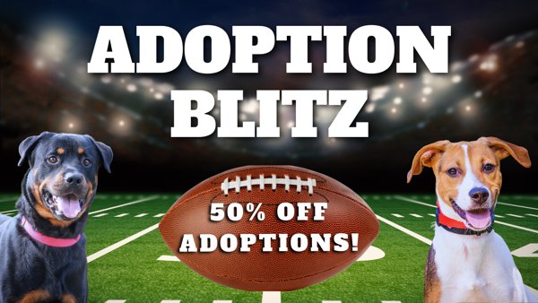 adoption blitz.png