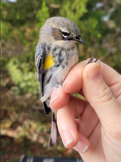 yellow rumped warbler.png